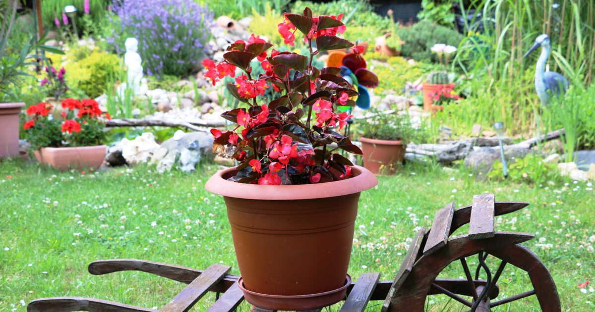Les bulbes incontournables du printemps pour un été éclatant