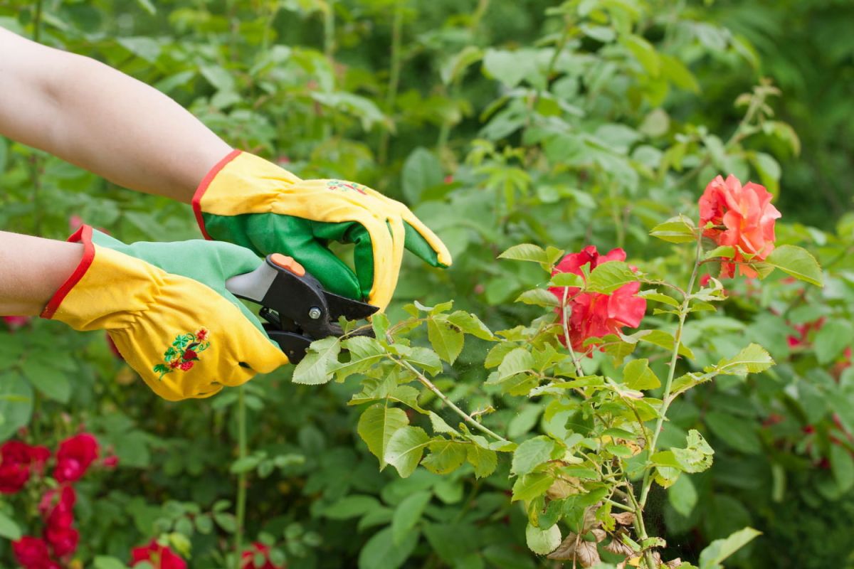 Les secrets du bouturage des rosiers : guide pratique