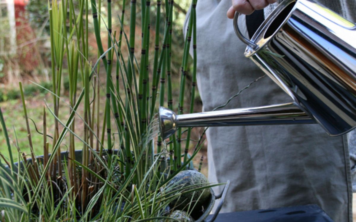 Réaliser un mini-jardin d'eau