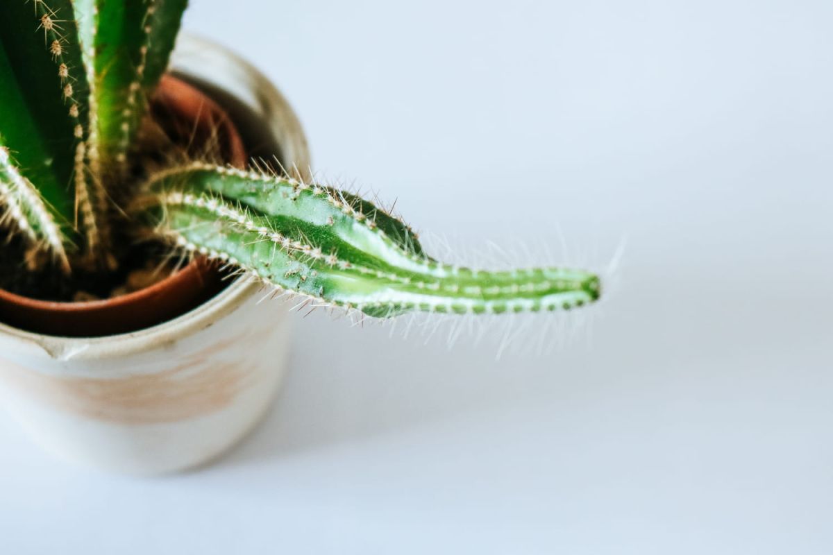 Éviter l'étiolement des plantes : comment agir ?