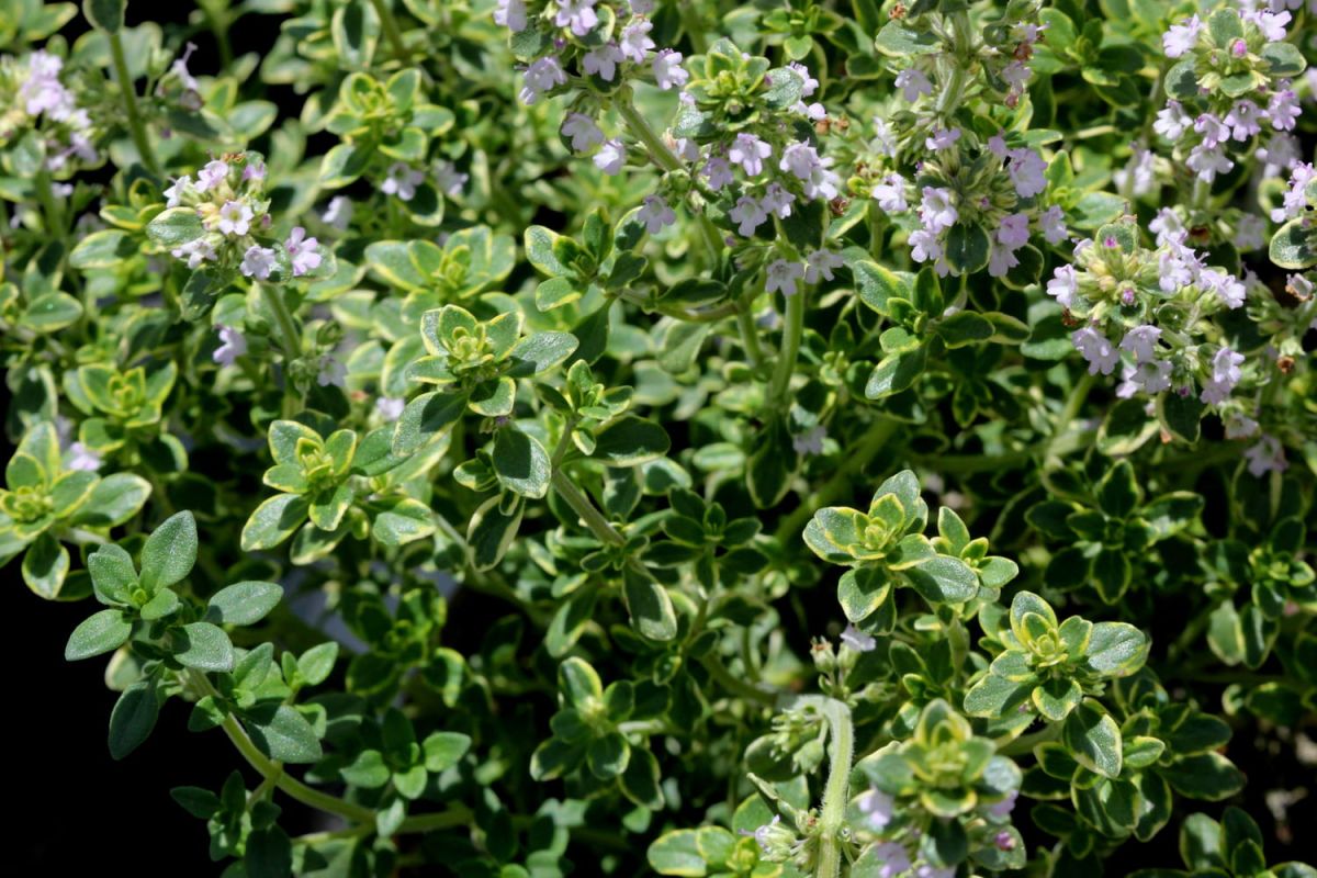 Une plante vivace parfumée pour sublimer votre jardin et vos plats