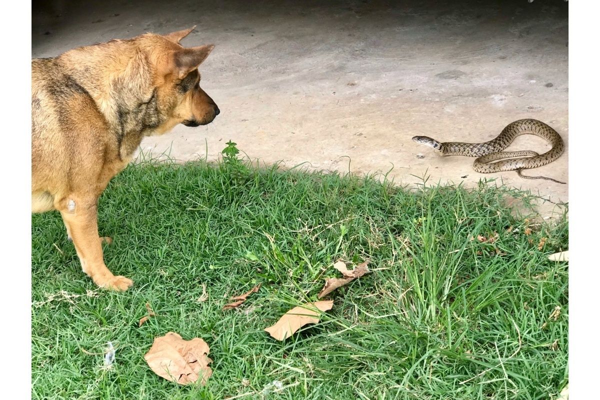 Tragique destin d'une chienne : une morsure de vipère fatale