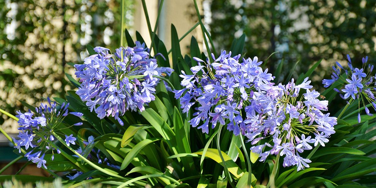 L'agapanthe : une étoile du jardinage estival