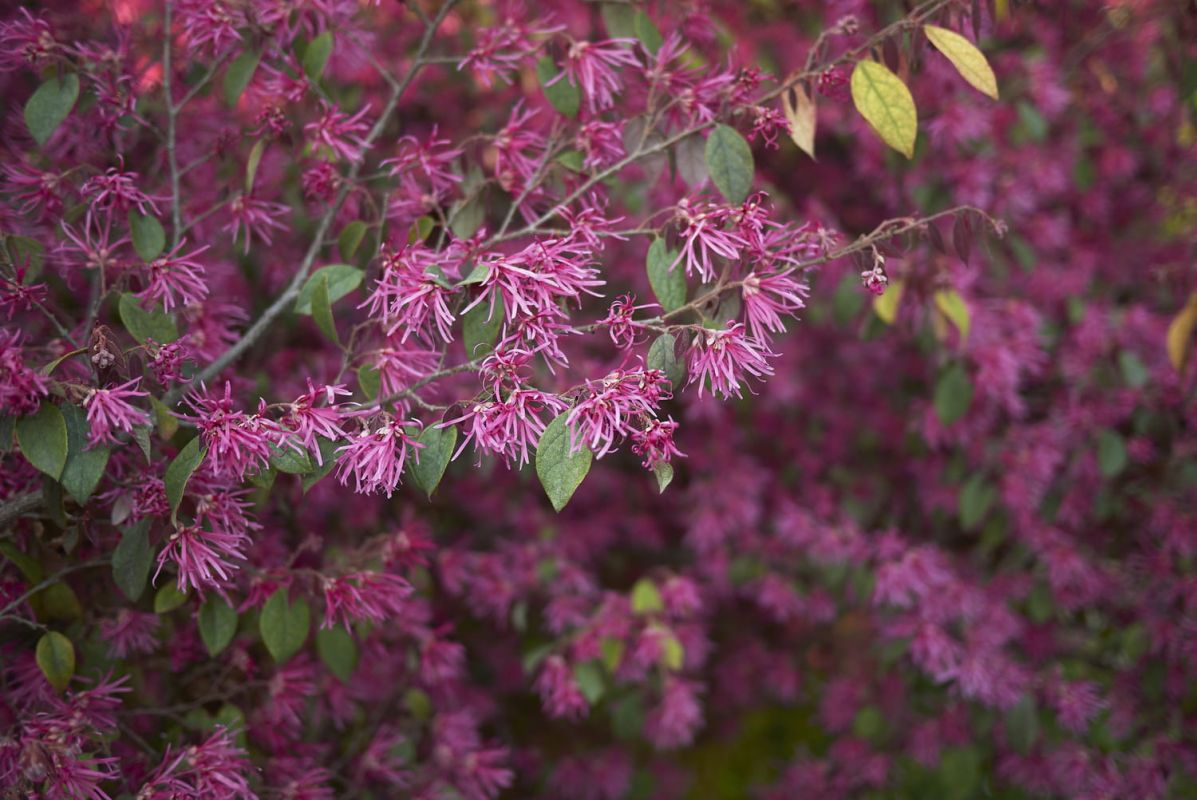 Dresser le portrait du loropetalum : plantation et floraison hivernale
