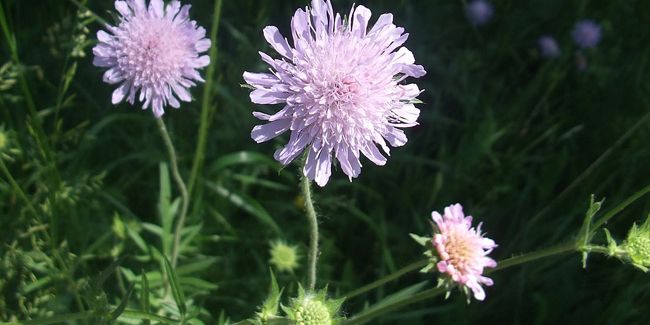 À la découverte de la scabieuse des prés, une plante aux vertus surprenantes