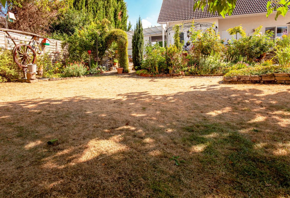 Sauvons votre pelouse : des astuces pour la revitaliser après la sécheresse