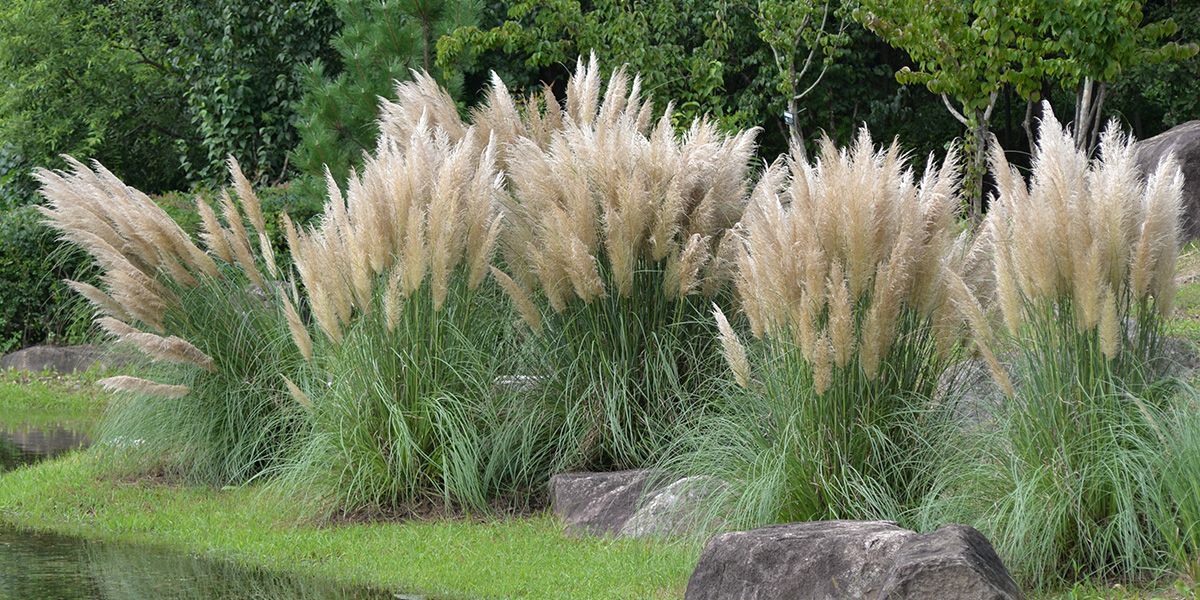 les plantes interdites au jardin : ce qu'il faut savoir pour éviter les amendes