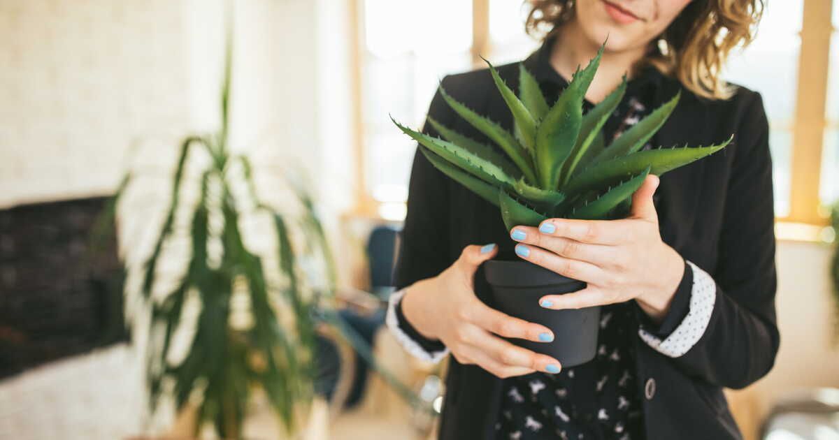 Aloe vera : astuces incontournables pour une culture réussie à la maison