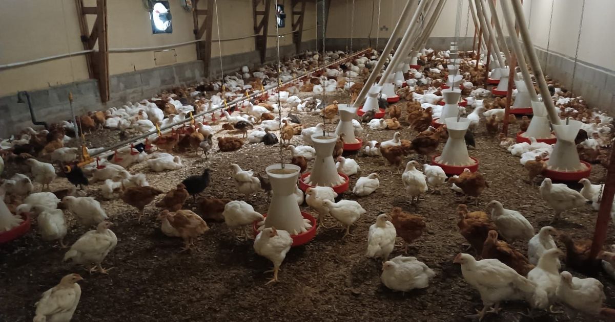 Un éleveur de Vétrigne face aux défis de l'agrandissement grâce à la loi d'urgence agricole