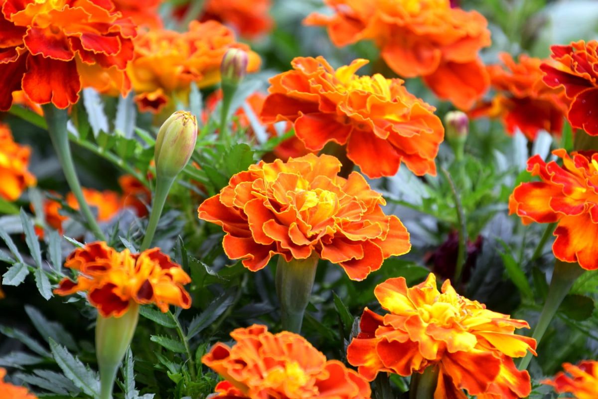 Les fleurs qui illuminent votre jardin en octobre