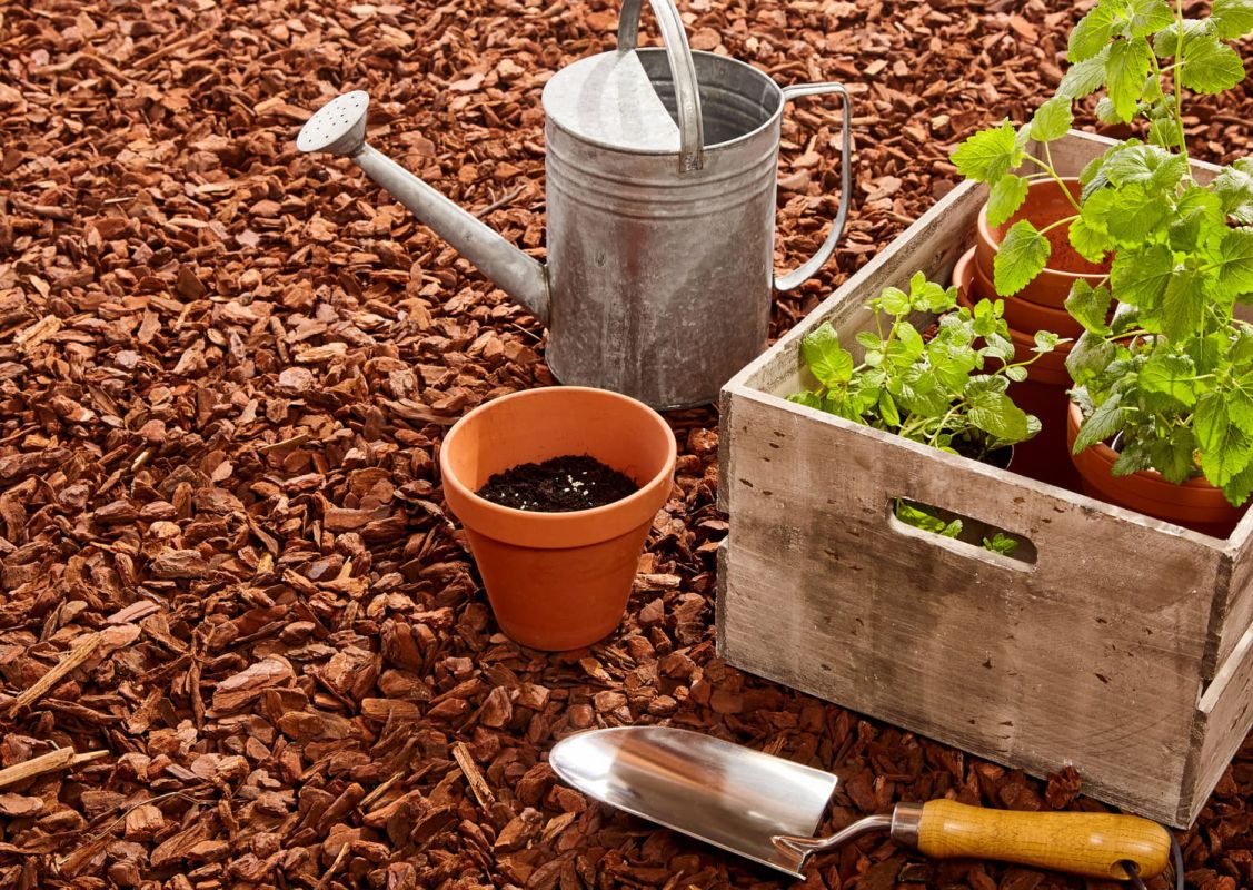 Les écorces de pin : un atout caché pour vos jardins en santé