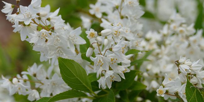 Un arbuste enchanteur : le deutzia en floraison éclatante
