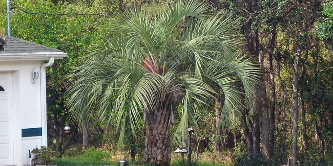 Palmier à vin (Butia capitata) : un cousin fascinant du cocotier