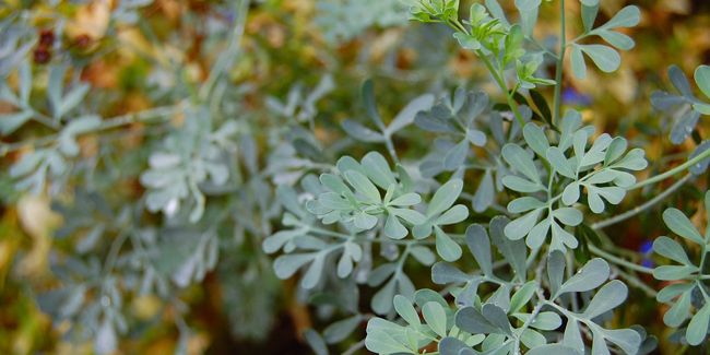 Rue des jardins (Ruta graveolens) : une plante aromatique aux multiples atouts