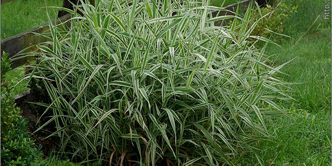 Ruban de bergère (Phalaris arundinacea), le faux roseau