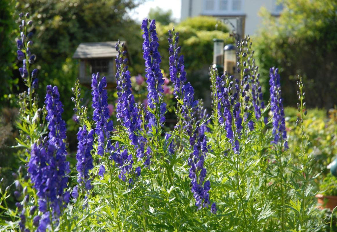 Les secrets cachés des plantes toxiques au jardin