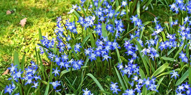 À la découverte de la gloire des neiges (Chionodoxa)