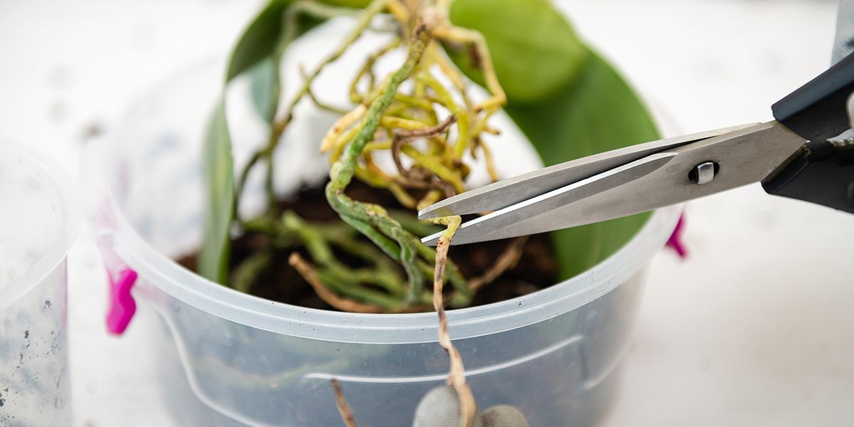 Les racines des orchidées : canons de beauté ou nécessité vitale ?