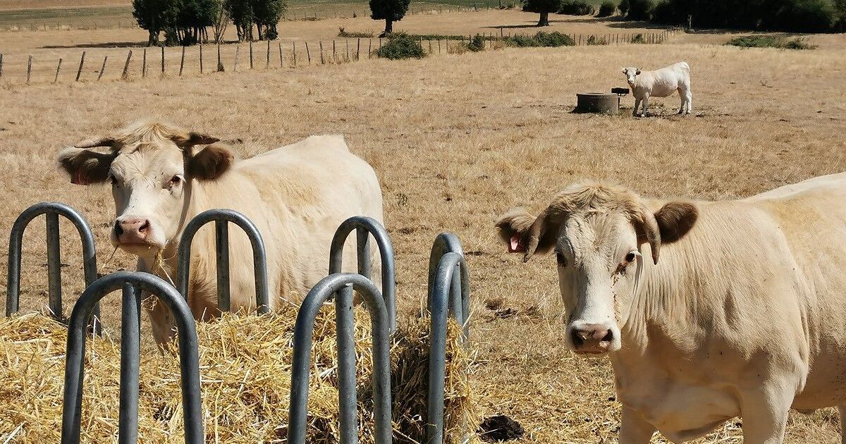 Côte-d'Or : un soutien financier crucial pour les agriculteurs face aux crises
