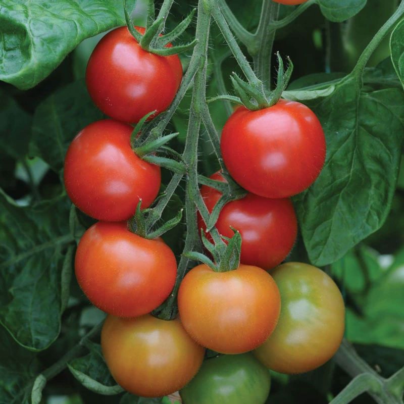 Sèmez des tomates cerises tardives pour des récoltes automnales savoureuses