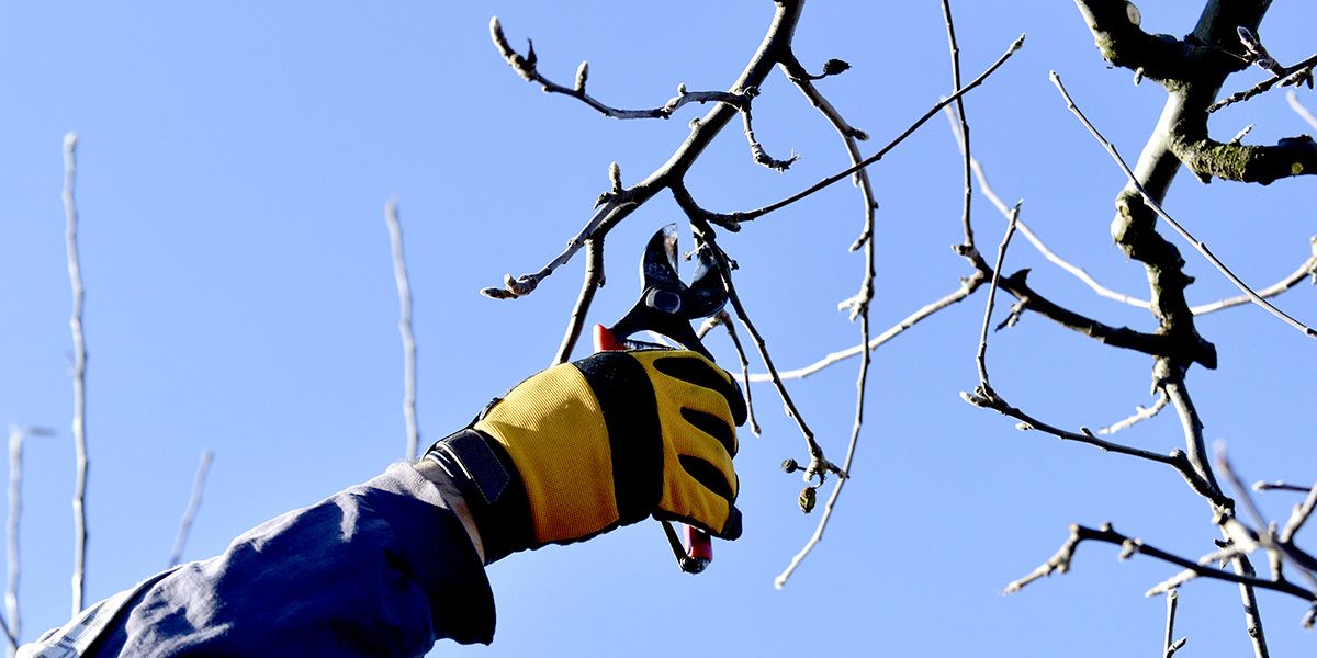 dix plantes à ne surtout pas tailler en hiver