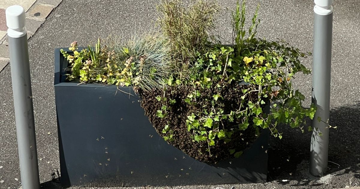 Belfort : un essaim d'abeilles inattendu s'installe en pleine braderie
