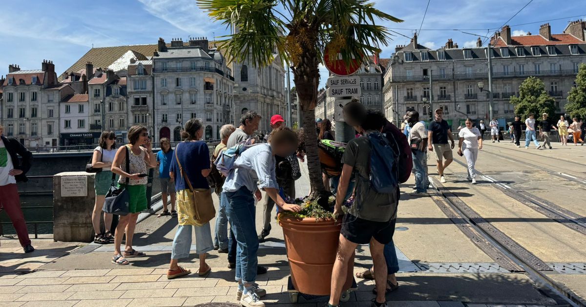 Besançon : des citoyens se mobilisent pour déplacer les palmiers du pont Battant