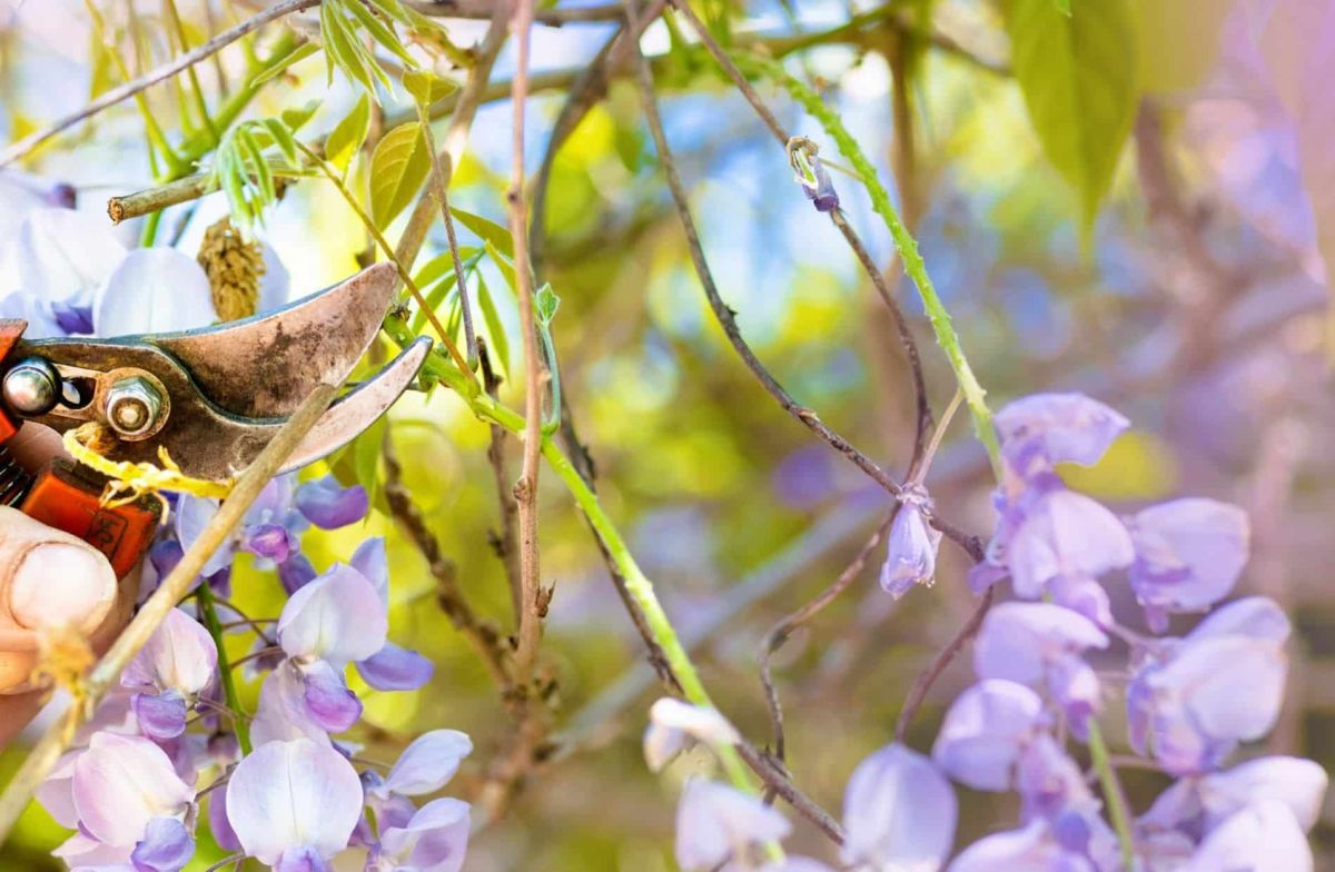 La taille incontournable pour une glycine éblouissante : le secret des fleurs révélés