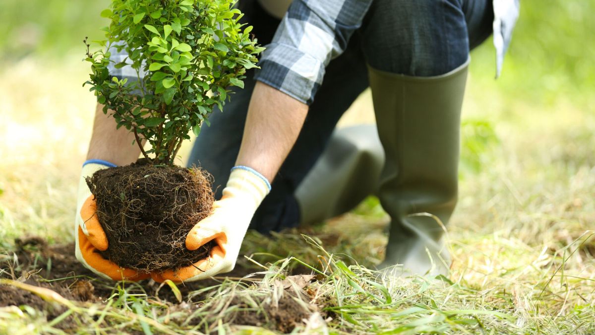 Plantation réussie : 6 astuces pour un arbre épanoui au jardin