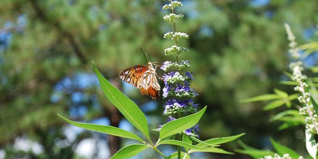 Gattilier (Vitex agnus-castus), poivre des moines