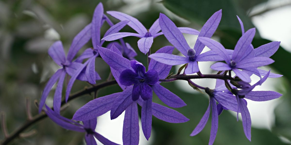 La liane de Saint Jean : une beauté florale à découvrir