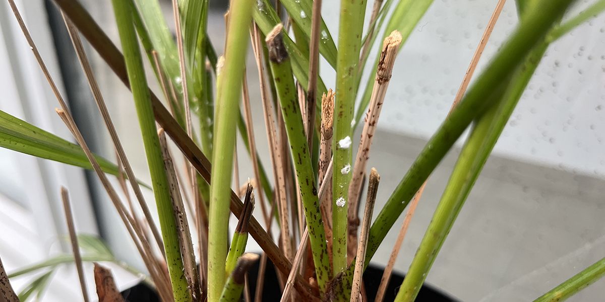 Les clés pour identifier les parasites des plantes d'intérieur