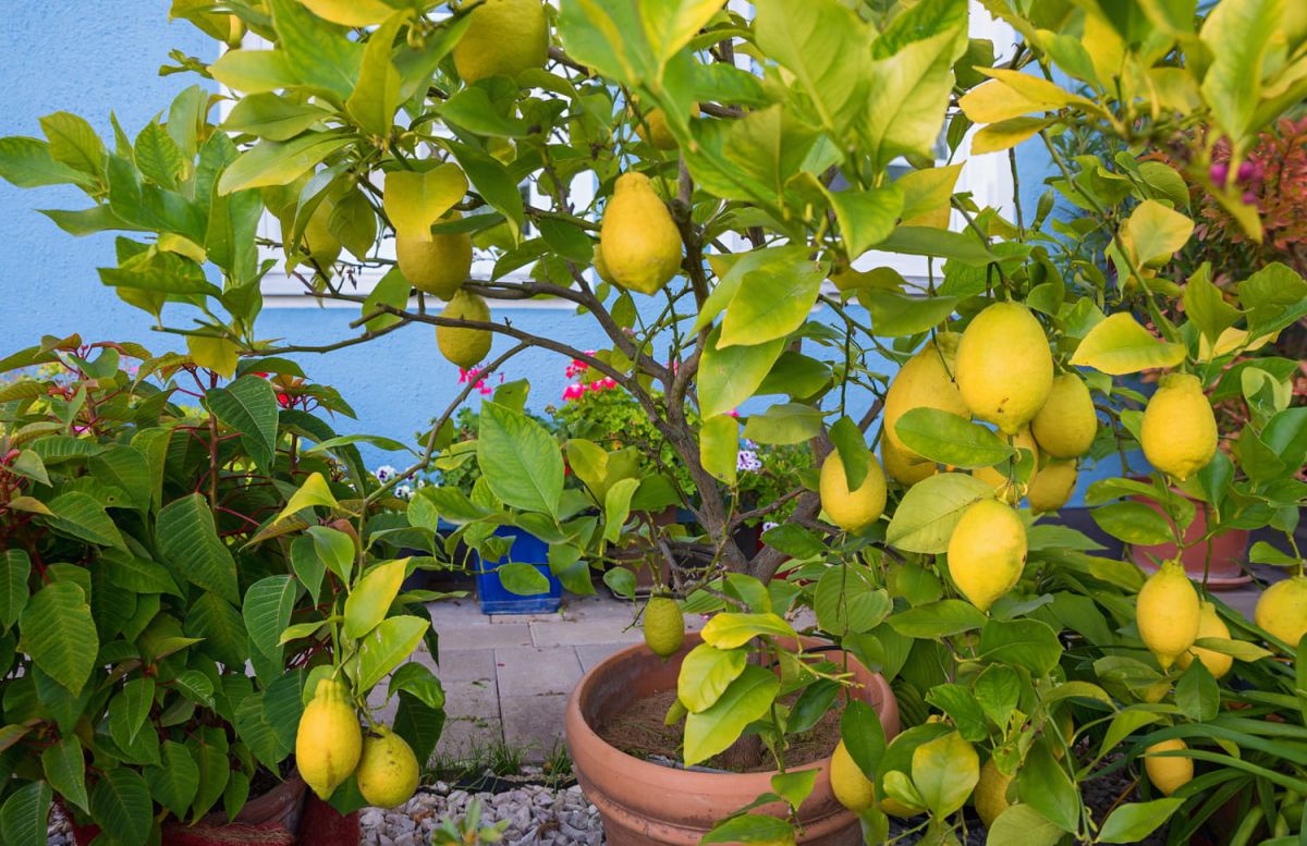 Les secrets du rempotage du citronnier pour une récolte abondante