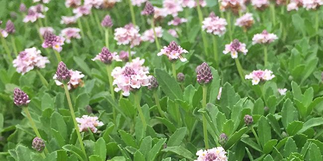 Lippia : une alternative innovante au gazon