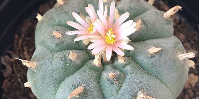 Peyotl : le cactus hallucinogène au cœur d'un héritage ancestral