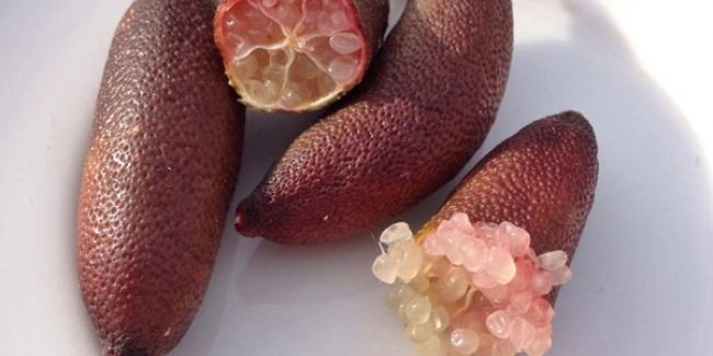 Le citron caviar, l'étoile montante de la gastronomie
