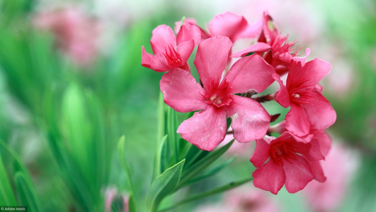 Protéger vos fleurs du froid : conseils pratiques pour un jardin résilient