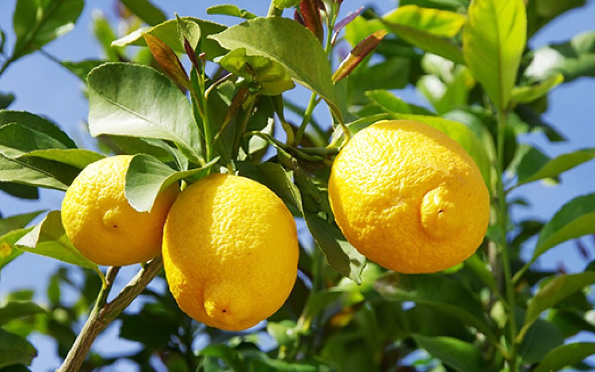 Secrets d'entretien pour un citronnier épanoui
