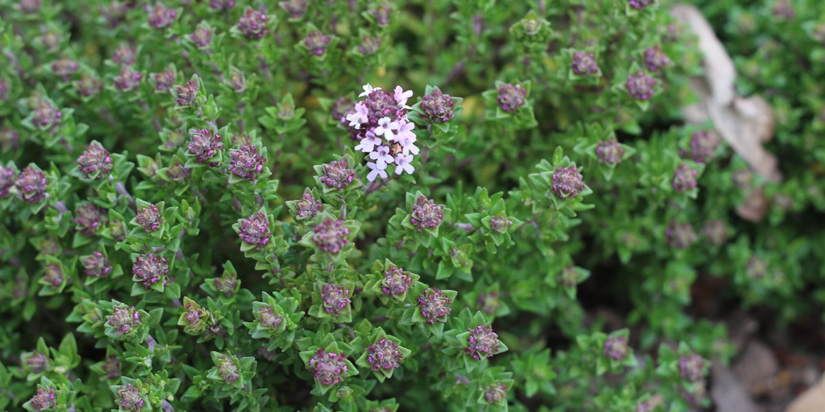 Le thym : l'aromatique emblématique du Midi