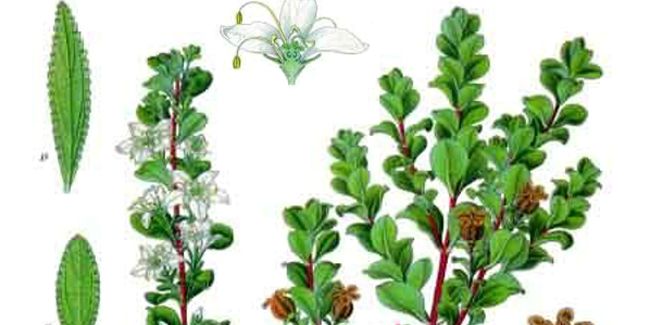 Le buchu, l'allié naturel contre les infections urinaires