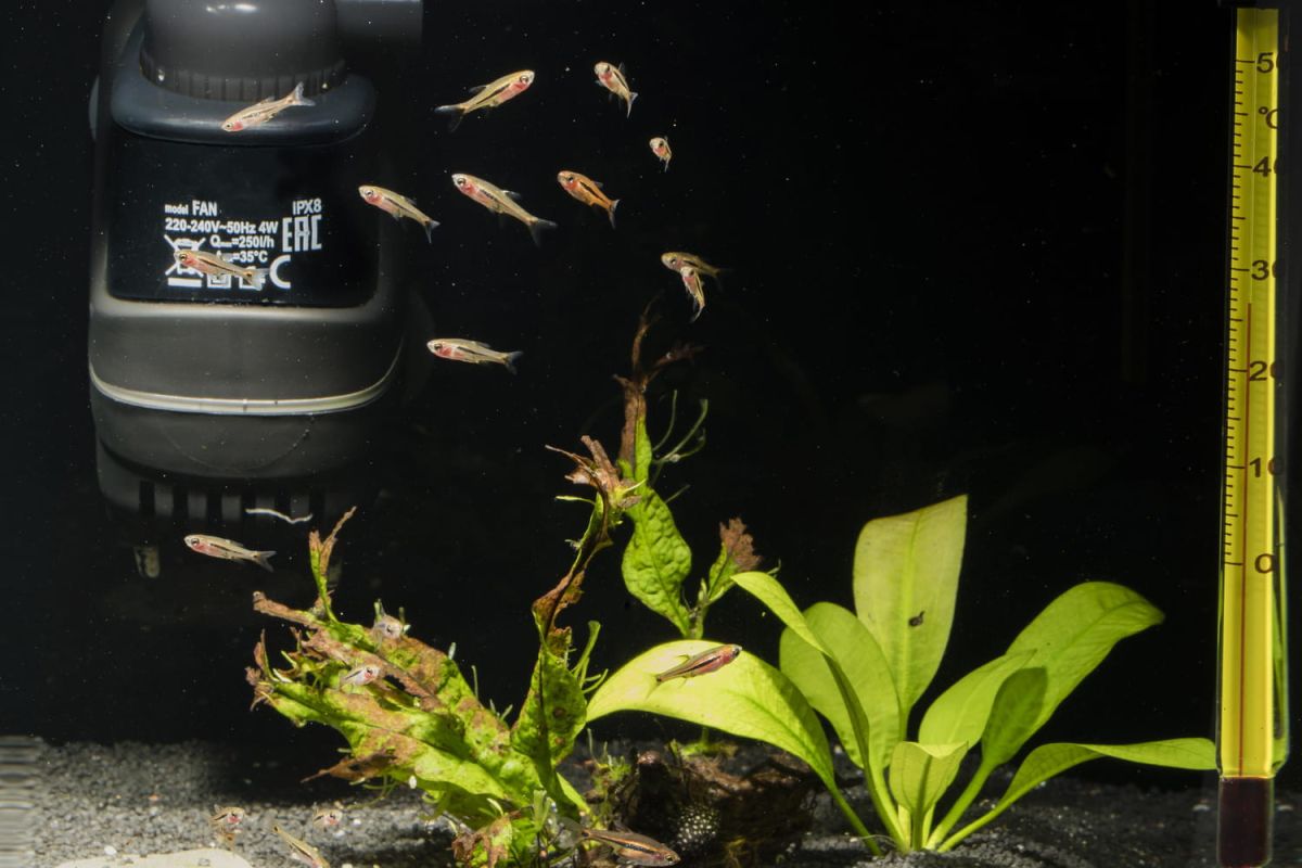 Des filtres d'aquarium qui préservent la vie aquatique