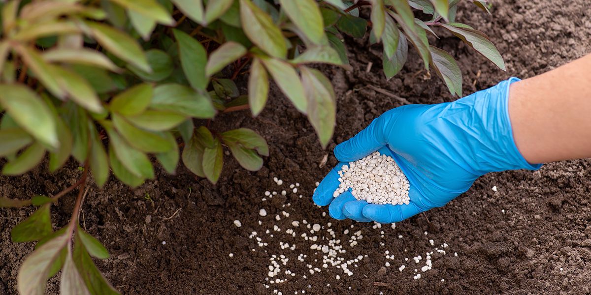 l'engrais en été : un allié ou un obstacle pour vos plantes ?