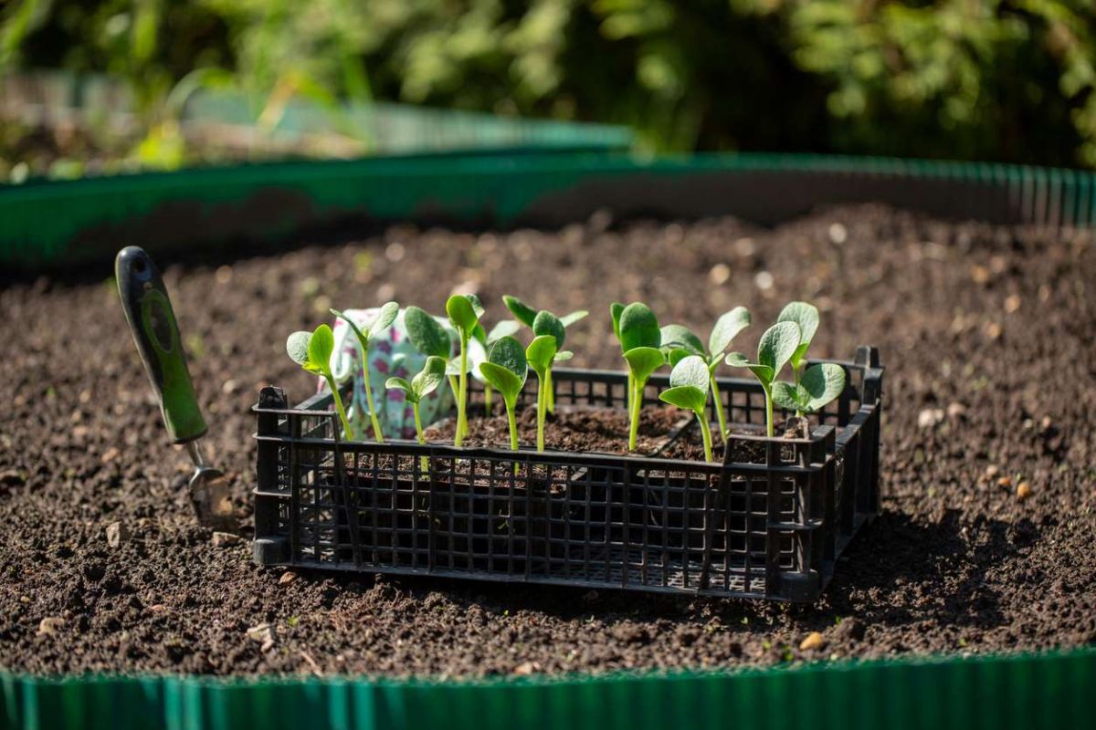 Les secrets pour réussir la culture des courgettes