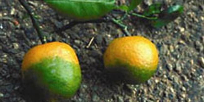 Les maladies et ravageurs du citronnier et des autres agrumes