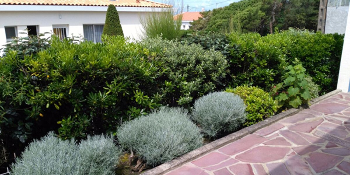 Entretenez votre jardin à sol sec : astuces et plantes adaptées