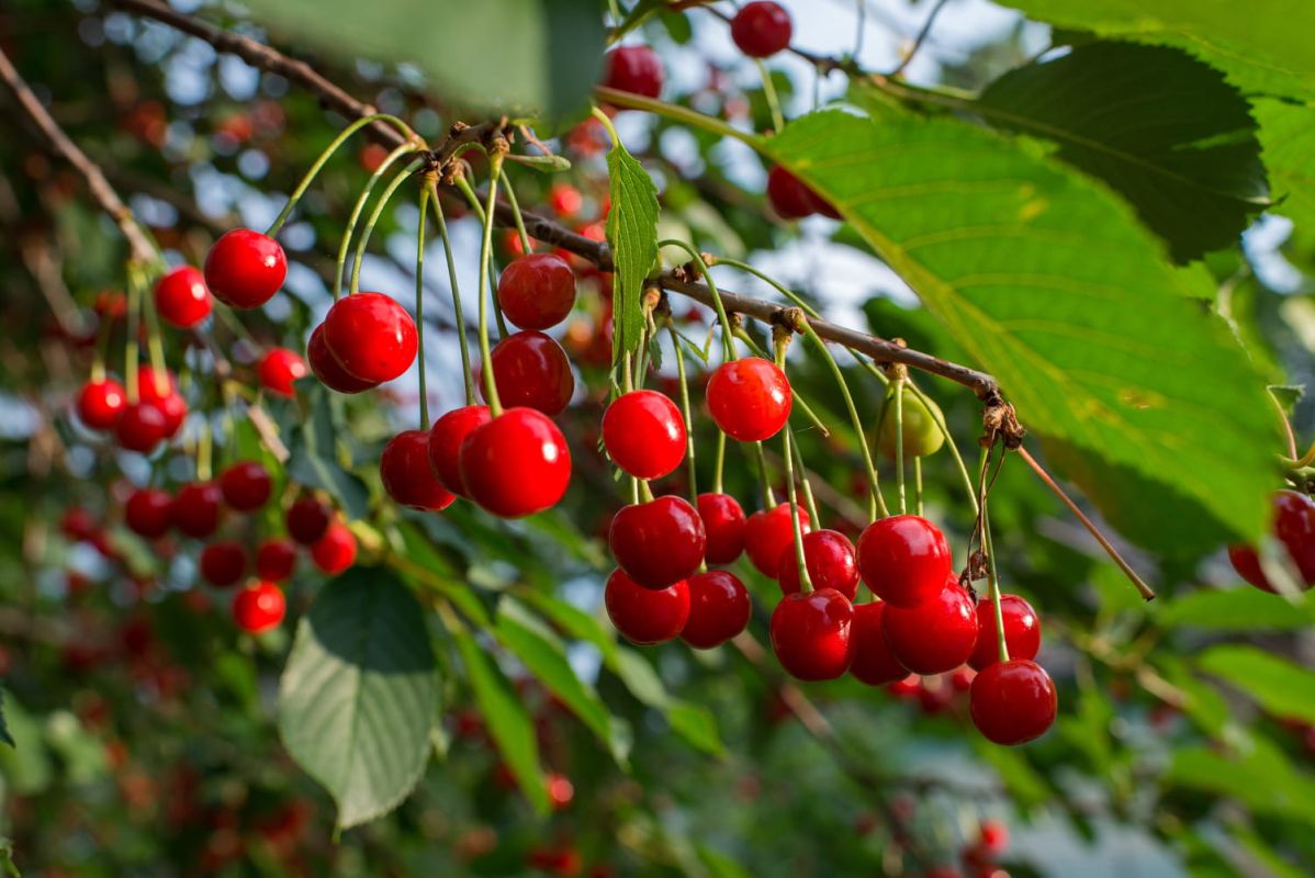 Les secrets d'un cerisier florissant : plantation, entretien et multiplication
