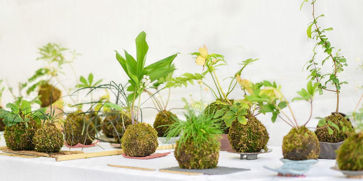 Le kokedama : un art végétal japonais