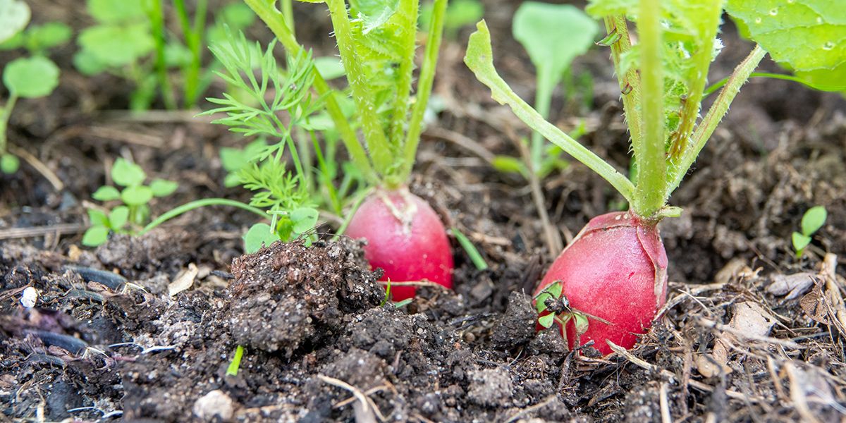 Semez des radis cet été : astuces et variétés à privilégier