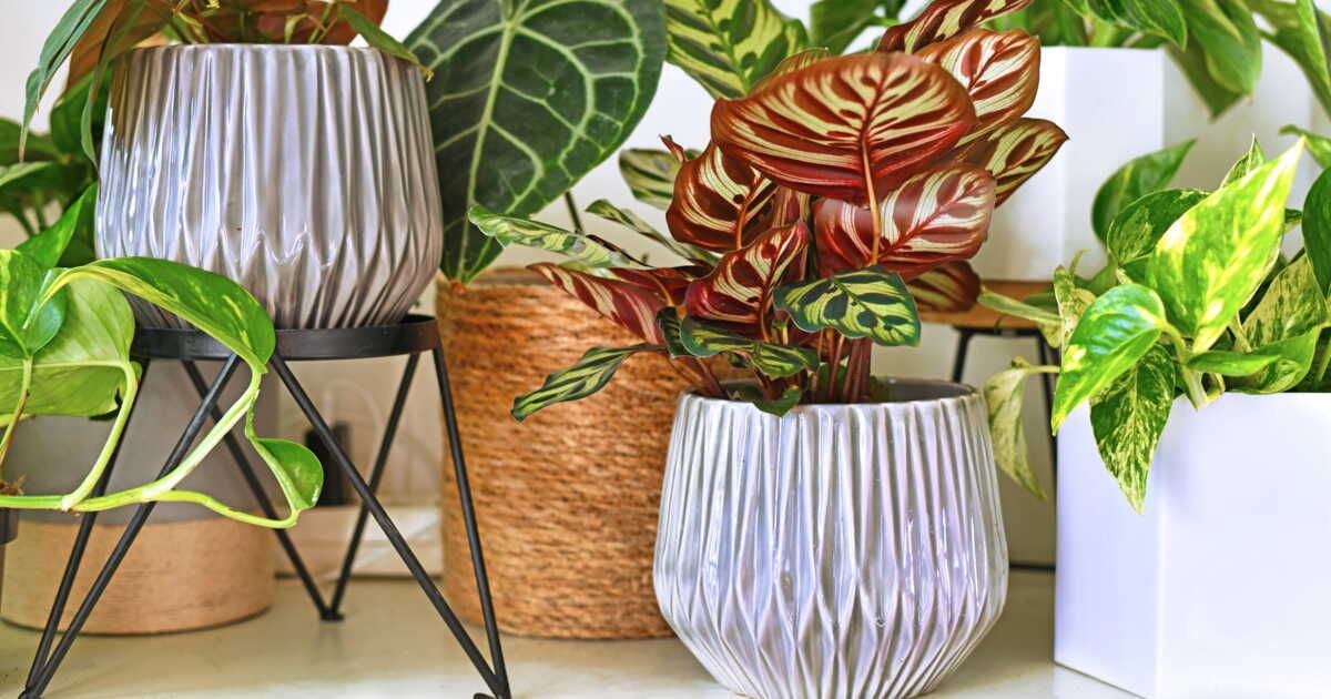 Plantes d'intérieur : quelles espèces pour les espaces sombres ?