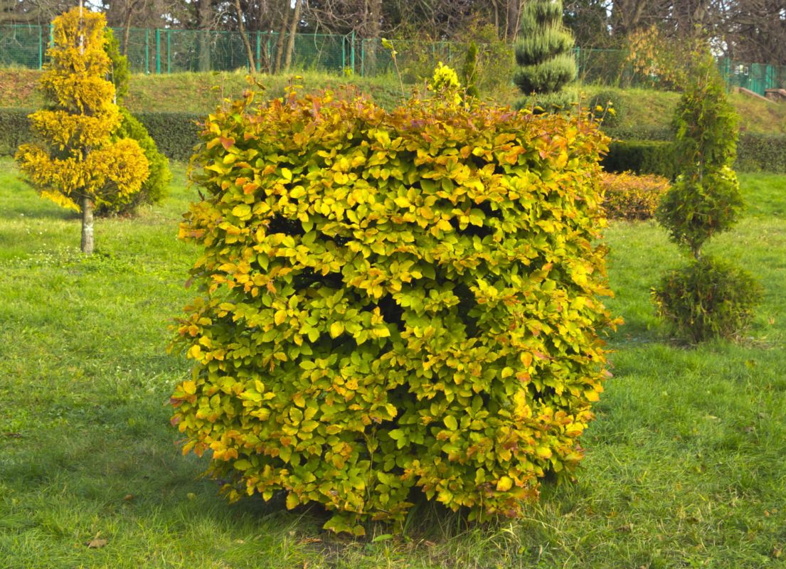 Le charme : un arbre à redécouvrir pour embellir votre jardin
